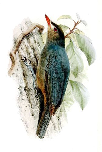 Nuthatch vanga